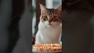 猫知識#200　猫とニンニクについて　About cats and garlic　 #cat #猫 #shorts #癒しの動物