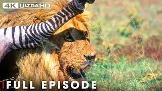 Apex Predators in the Animal Kingdom | Incredible 4K Nature Scenes | Nature Animal Documentary
