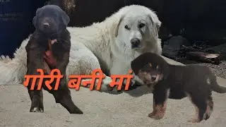 female गोरी बनी मां #shepherddog #bhotia @pahaddwarhimmat1923 