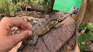 ID#1457  Orange Male Pectinata iguana 17 inches missing  couple of fingers hatched August 2023