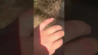 Stung by a Jumping Jack Ant #interestinganimals #ant #jumpingjack #bullant #stung #trending