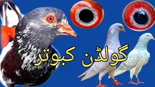 Golden Kabootar Mia Saab Wale Slate Kabootar #pigeon #bird #viral video #Top