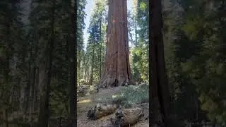The General Sherman Tree🥰 #tree #viral #viralvideo #shorts #shortvideo #peace #love