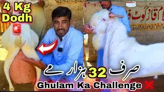 Lalukhet Bakra Mandi Se Sasti 😍 Bakra Mandi Ghulam Qadir Goat Farm | Orangi Town Bakra Mandi 