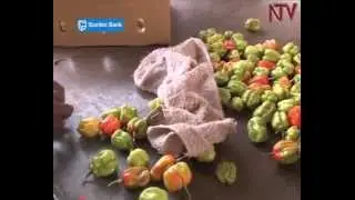 Chilli exports still low despite lifting of EU export ban