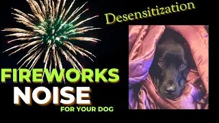 Fireworks Therapy for Dogs: 30 Minutes of Gradual Noise Exposure to Help Your Furry Friend