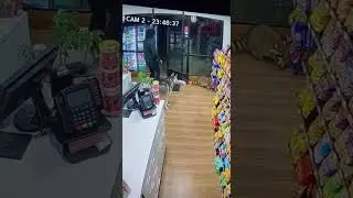 Kitchen Catastrophe! Pets Gone Wild | Home Security Cam Fun