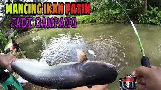 Trik jitu mancing ikan PATIN yang susah makan  auto strike INDUK Terus dengan tehnik ini