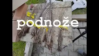 🌱 Unikátní ZDROJ PODNOŽÍ pro roubování! 🌳 Jednorázová příležitost #roubování