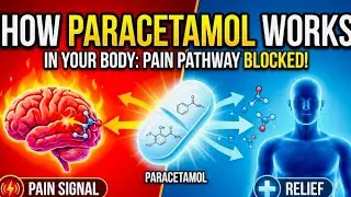 Paracetamol explained: How it really Stops Pain & Fever | BAMS | #trending #health #pain
