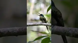 Bronzy Jacamar Sounds (Galbula leucogastra) | 4K Close Up Call | Rare Amazon Bird Clip #birdsound