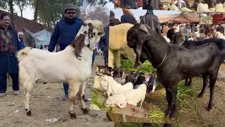 Desi Bakre Kajle Chatre Chaki Dumbe Shapur Kanjra Lahore Mandi | Lahori Shauk 