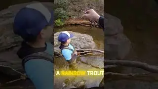 PRESSURED CREEK #northgeorgiamountains #trout #fishing #creek #creekfishing