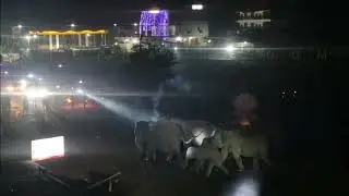 Wild Elephants Crossing NH-39 At Night