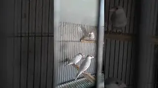 java birds sweet #java #birds #viral #shorts #trending #ytshorts