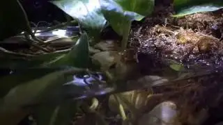 Baby Fire belly toad vivarium ( my own little peace of nature )