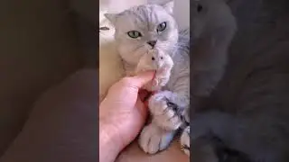 katze und Maus Sind beste Freunde?🥹🥹