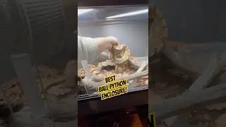 Лучший террариум для шаровидного питона!!!
