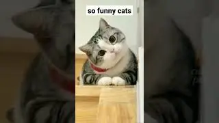 so funny cats #ytshorts #cat #shortvideo #animal