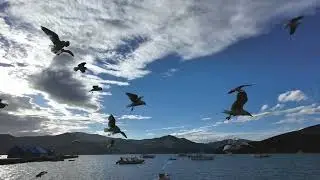 Akaroa.  A Charming Small Town in New Zealand  South Island With French Heritage.