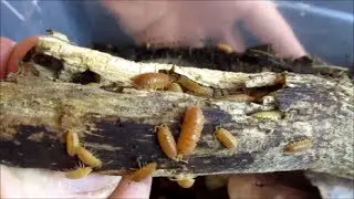 Orange Isopods: A Quick Guide