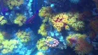 Tubastrea/Anthias