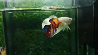 Multicolour yellow base Female / FB : Khunnaphat BettaHome CNX