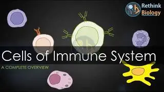 CELLS OF IMMUNE SYSTEM