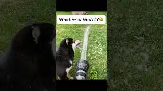 #animals #animalshorts #curiousanimals #funnyanimals #funnyvideo