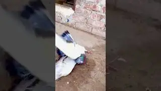 Lakhuva thik kara 🥹❤️🕊️👍 #sad #punjabisong #love #song #azharmalikpigeons #pigeon #bird #kabutar