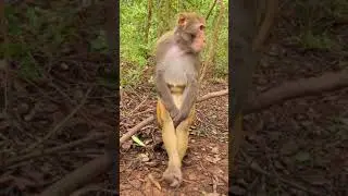 Broken heart monkey 😔🐵