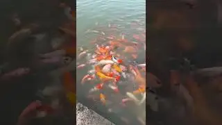 Very beautiful fish, so cute, fish koi #shorts #shortsfeed #fish #fishkoi