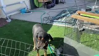 HOBBY FARM RESCUE - Cute Doggy And Equine