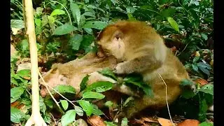 million pity pregnant monkey got hard attacking by king monkey, poorest mom is crying hurt