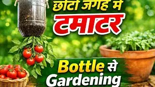 सिर्फ प्लास्टिक बोतल से उगाएं टमाटर | Small Space Gardening