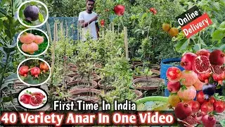 40 Veriety Anar in one video/Grafted Plant/all India home delivery