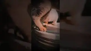 #smartcat😎✨