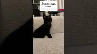 #MysteriousCat #BlackCatsRule #KittensOfYouTube #FluffyBaby #china #korea #canadian #kitten #cat #
