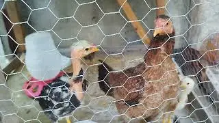 Olha como estão os pintinhos e saiba o que fazer para combater a diarreia#galinhascaipiras #quintal