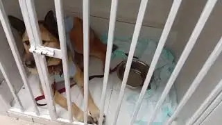 Операция Масе прошла успешно🙏 Сегодня остаётся в стационаре.Камень из мочевого извлекли громадный😱