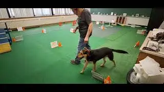Kiyler Kiyoti/AKC Rally Obedience Advanced Course 5