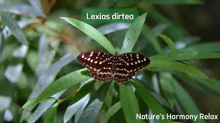 Lexias dirtea