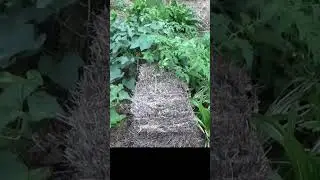 Did anything grow in the straw bale garden #shorts #garden #mulch