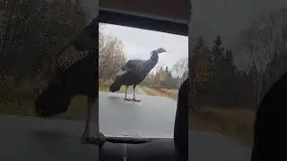 Wife calls in wild Turkey!!!#naturelovers #turkey #wildlife #wildturkey #turkeyhunting #turkeycall