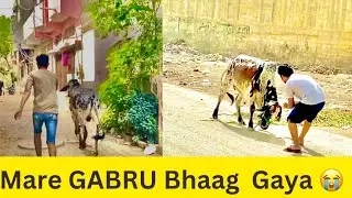 GABRU PART 1/ Ajj GABRU Ko Gumane Gai Or GABRU Ne Tu Hamey Hi Guma Dia 😩#cows #cowlover #dailyvlog
