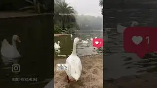 Lodhi garden - Morning walk #winter #friends #shortsvideo #amazing #shortviral #nature #love #peace