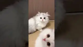 Persian kittens  in Hyderabad #soldout  #animallovers #cat #1000subscriber