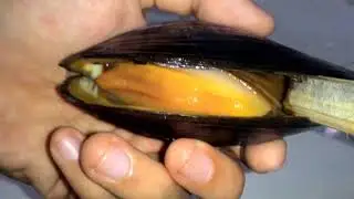 budidaya kerang sekarang sudah bisa di air tawar