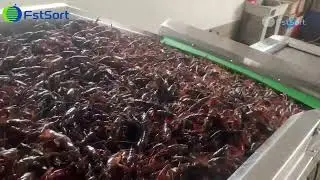 Lobster Grading Machine; Crayfish grading machine;  m&aacute;quina de clasificaci&oacute;n de camar&oacute;n,