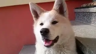 Wspomnienie = Cziko (Hachiko)